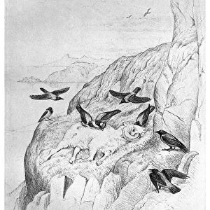 BLACKBURN: BIRDS, 1895. Hooded Crow. Illustration by Jemima Blackburn, 1895