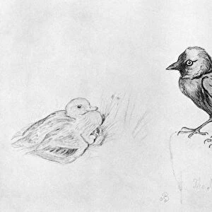 BLACKBURN: BIRDS, 1895. Jackdaw. Illustration by Jemima Blackburn, 1895