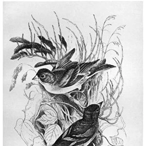 BLACKBURN: BIRDS, 1895. Mountain Finch. Illustration by Jemima Blackburn, 1895