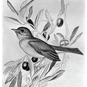 BLACKBURN: BIRDS, 1895. Nightingale. Illustration by Jemima Blackburn, 1895