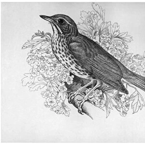 BLACKBURN: BIRDS, 1895. Song Thrush. Illustration by Jemima Blackburn, 1895