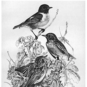 BLACKBURN: BIRDS, 1895. Stonechat. Illustration by Jemima Blackburn, 1895