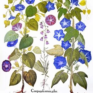 BLUEBELL AND MORNING GLORY. Common morning glory (Convolvulaceae), Bluebell (Campanulaceae) and Imperial morning glory (Convolvulaceae). Engraving for Basilius Beslers Florilegium, published in Nuremberg, Germany, in 1613