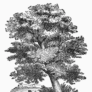 BOTANY: CAMPHOR TREE. Wood engraving, 19th century