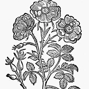 BOTANY: DOUBLE WILD ROSE. Woodcut from Matthaeus Lobelius Plantarum, 1581