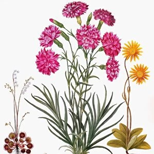 BOTANY: FLOWERS, 1613. Round-leaved sundew (Droseraceae), Florists carnation (Caryophyllaceae) and Arnica (Compositae)