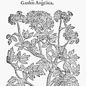 BOTANY: GARDEN ANGELICA. Woodcut from the 1633 edition of John Gerards The Herbal