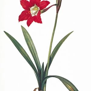 BOTANY: LILY. Amaryllis equestris. Engraving after painting, c1800, by Pierre Joseph Redoute
