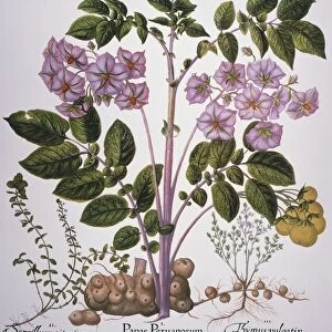BOTANY: POTATO PLANT. (Solanum tuberosum) with thyme plants (Thymus sp. ) on either side: engraving for Basilius Beslers Florilegium, published in Nuremberg in 1613