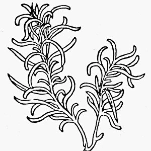 BOTANY: ROSEMARY, 1485. Rosmarinus officinalis. Woodcut from Peter Schoffers Hortus Sanitatis