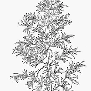 BOTANY: ROSEMARY. Rosmarinus officinalis. Woodcut, 16th century