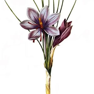 BOTANY: SAFFRON. (Crocus sativus). Engraving after a painting by Pierre Joseph Redout