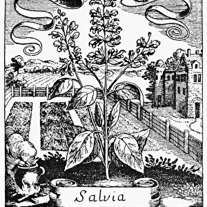 BOTANY: SAGE, 1719. Salvia officinalis. Woodcut from Basile Valentins Krauterbuch