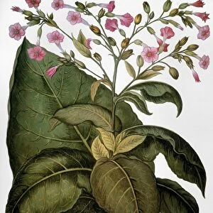 BOTANY: TOBACCO PLANT. (Nicotiana tabacum) in flower. Engraving for Basilius Beslers Florilegium, Nuremberg, 1613