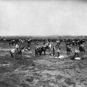 BRANDING CATTLE, c1905. Branding Mavericks. Five cattle being branded in Colorado or Utah