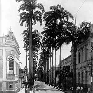 BRAZIL: PARA. View of Palm Avenue in Para, Brazil. Photograph, early 20th century