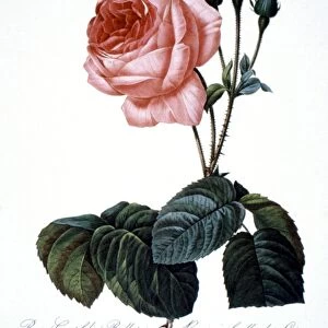 CABBAGE ROSE (Rosa centifolia). Engraving after painting, 1833, by P. J. Redoute