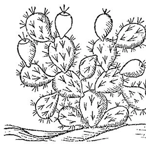 CACTUS, 1547. An opuntia of the West Indies