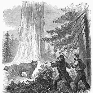 CALIFORNIA: BEAR HUNT. Hunting bears in Yosemite Valley, California. Wood engraving, American, 1866