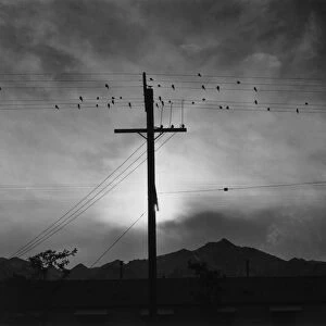 CALIFORNIA: MANZANAR, 1943. Birds on a telephone wire at the Manzanar Relocation