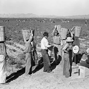 CALIFORNIA: PEA FIELD, 1939. Workers weighing bushels of peas in a field near Calipatria