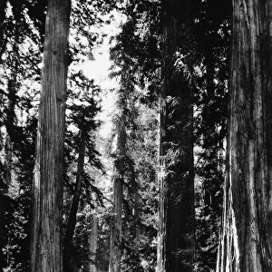 CALIFORNIA: REDWOODS. Among the giant redwoods on the Oregon Coast Highway, California