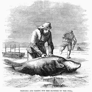 CANADA: SEAL HUNTING, 1867. Skinning and taking out the blubber of the seal. Wood engraving, American, 1861