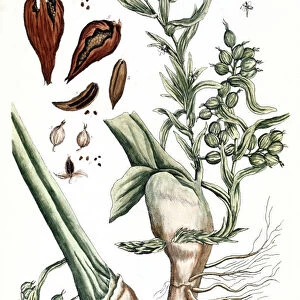 CARDAMOM, 1735. The cardamon plant with seedpod. Line engraving by Elizabeth Blackwell from her book A Curious Herbal published in London, 1735