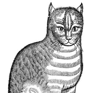 CAT. Woodcut from Edward Topsells The History of Four-Footed Beasts, London, 1607