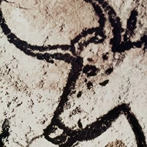 CAVE ART: LASCAUX. Head of a bull from the Cave of Lascaux, Montignac, France