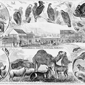 CENTRAL PARK ZOO, 1866. Zoological Garden, Central Park, N. Y. Engraving, 1866