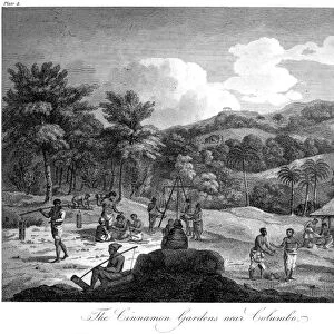 CEYLON: CINNAMON GARDENS. The Cinnamon Gardens near Colombo. Copper engraving, English, 1804
