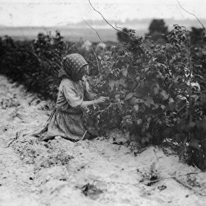 CHILD LABOR, 1909. A 6-year-old migrant worker picking berries at a farm in Rock Creek