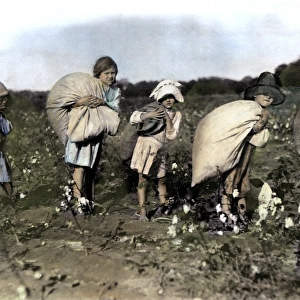 CHILD LABOR, c1910. A group of young cotton pickers in the American South. Oil over a photograph