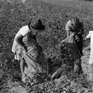 CHILD LABOR: COTTON, 1939. Three young girls picking cotton in Statesville, North Carolina