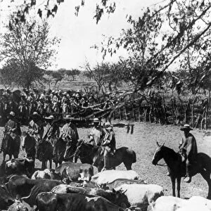 CHILE: HUASOS, c1890-1923. Huasos, Chilean cowboys, on horseback herding cattle in Chile