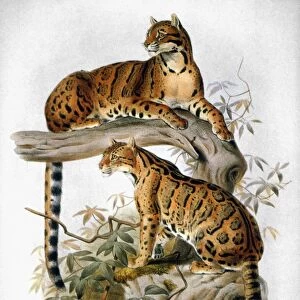 CLOUDED LEOPARD, 1883. Clouded Leopard (Panthera nebulosa). Lithograph, 1883