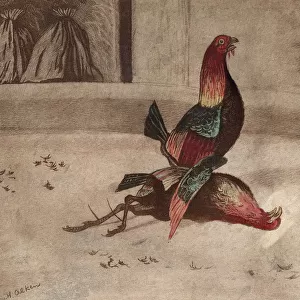 COCK FIGHT, 1840. Lithograph after a drawing by Henry Thomas Alken, 1840