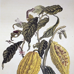 COCOA. Branch of a cocoa tree (Theobroma cacao). Line engraving by P. Sluyter after a drawing by Maria Sibylla Merian, from Merians De metamorphosibus insectorum Surinamensium, 1705