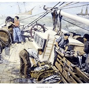 COD FISHING, 1891. Fishermen on the Grand Banks off the coast of Newfoundland preparing their catch. Wood engraving, American, 1891