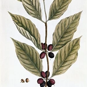 COFFEE PLANT, 1735. Engraving by Elizabeth Blackwell from her book A Curious Herbal published in London, 1735