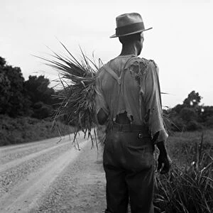 COTTON FARMER, 1936. An African American farmer living on a cotton patch near Vicksburg