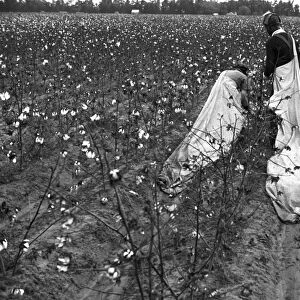 COTTON PICKER, 1935. African American migrant workers picking cotton, Pulaski County, Arkansas