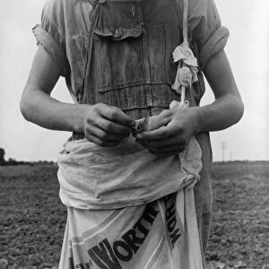 COTTON PICKER, 1937. A migrant boy with a sack of boll weevils that he picked off