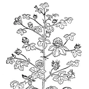 COTTON PLANT, 16th CENTURY. Woodcut, 16th century