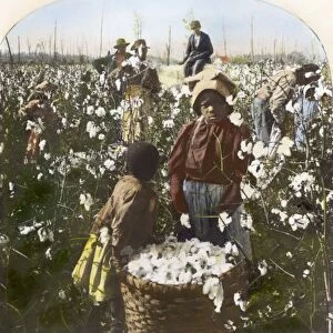 COTTON PLANTATION. Picking cotton on a Mississippi plantation. Oil over a photograph