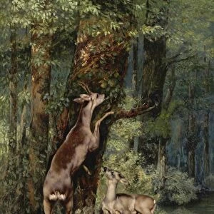 COURBET: DEER, 1868. Deer in the Forest. Oil on canvas, Gustave Courbet, 1868