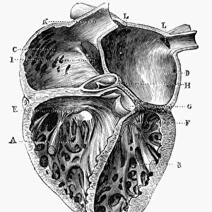 Cross section of heart. French wood engraving, late 19th century