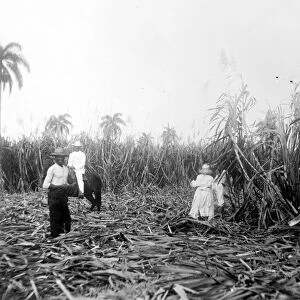 CUBA: SUGAR PLANTATION. Workers cutting down sugar cane on a Cuban sugar plantation
