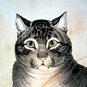 CURRIER & IVES: CAT. The Favorite Cat. Lithograph, undated by Nathaniel Currier